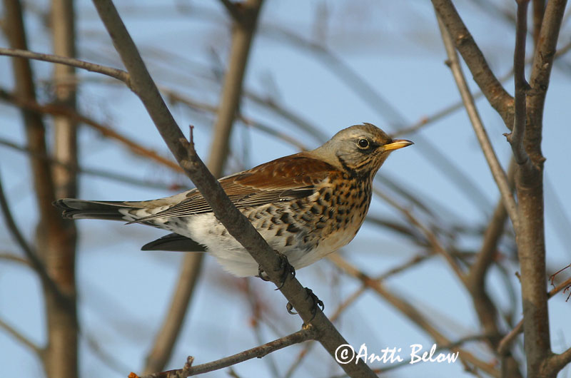 Avainsanat: Griva cerdana Sjagger Kramsvogel Fieldfare Hallrästas, paskrästas Räkättirastas Grive litorne Wacholderdrossel Fenyörigó Gráþröstur Gråtrost Tordo-zornal Turdus pilaris Zorzal Real Björktrast