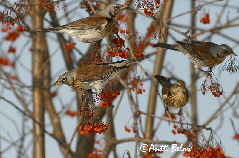 Avainsanat: Griva cerdana Sjagger Kramsvogel Fieldfare Hallrästas, paskrästas Räkättirastas Grive litorne Wacholderdrossel Fenyörigó Gráþröstur Gråtrost Tordo-zornal Turdus pilaris Zorzal Real Björktrast