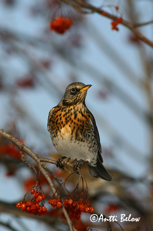 Avainsanat: Griva cerdana Sjagger Kramsvogel Fieldfare Hallrästas, paskrästas Räkättirastas Grive litorne Wacholderdrossel Fenyörigó Gráþröstur Gråtrost Tordo-zornal Turdus pilaris Zorzal Real Björktrast