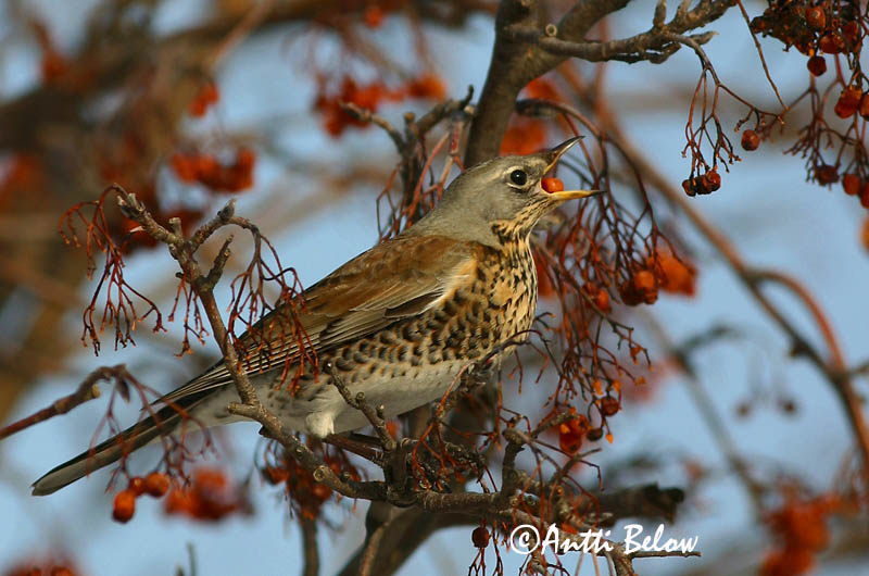 Avainsanat: Griva cerdana Sjagger Kramsvogel Fieldfare Hallrästas, paskrästas Räkättirastas Grive litorne Wacholderdrossel Fenyörigó Gráþröstur Gråtrost Tordo-zornal Turdus pilaris Zorzal Real Björktrast