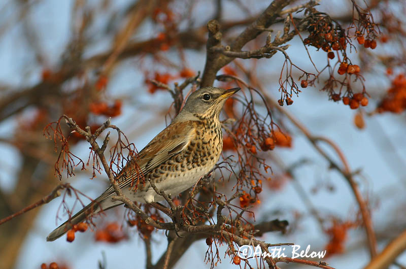 Avainsanat: Griva cerdana Sjagger Kramsvogel Fieldfare Hallrästas, paskrästas Räkättirastas Grive litorne Wacholderdrossel Fenyörigó Gráþröstur Gråtrost Tordo-zornal Turdus pilaris Zorzal Real Björktrast