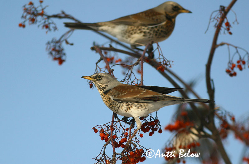 Avainsanat: Griva cerdana Sjagger Kramsvogel Fieldfare Hallrästas, paskrästas Räkättirastas Grive litorne Wacholderdrossel Fenyörigó Gráþröstur Gråtrost Tordo-zornal Turdus pilaris Zorzal Real Björktrast