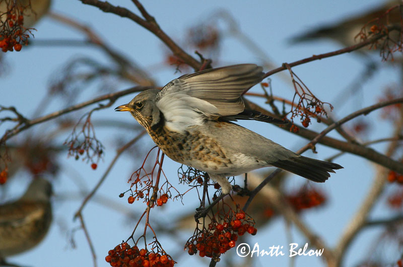 Avainsanat: Griva cerdana Sjagger Kramsvogel Fieldfare Hallrästas, paskrästas Räkättirastas Grive litorne Wacholderdrossel Fenyörigó Gráþröstur Gråtrost Tordo-zornal Turdus pilaris Zorzal Real Björktrast
