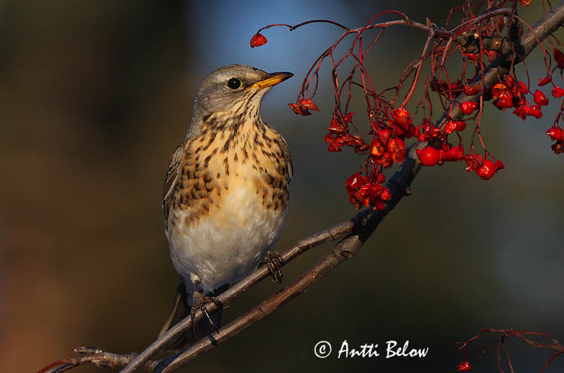 Avainsanat: Griva cerdana Sjagger Kramsvogel Fieldfare Hallrästas, paskrästas Räkättirastas Grive litorne Wacholderdrossel Fenyörigó Gráþröstur Gråtrost Tordo-zornal Turdus pilaris Zorzal Real Björktrast