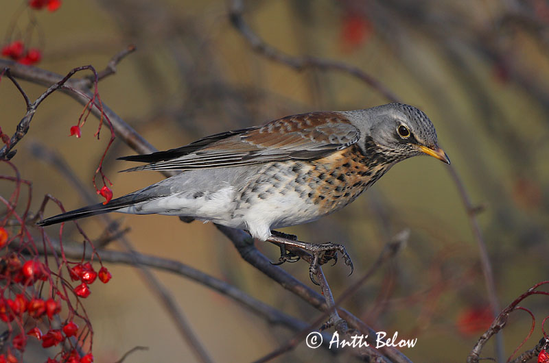 Avainsanat: Griva cerdana Sjagger Kramsvogel Fieldfare Hallrästas, paskrästas Räkättirastas Grive litorne Wacholderdrossel Fenyörigó Gráþröstur Gråtrost Tordo-zornal Turdus pilaris Zorzal Real Björktrast