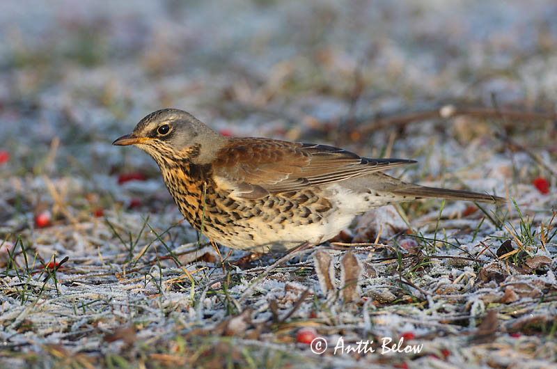 Avainsanat: Griva cerdana Sjagger Kramsvogel Fieldfare Hallrästas, paskrästas Räkättirastas Grive litorne Wacholderdrossel Fenyörigó Gráþröstur Gråtrost Tordo-zornal Turdus pilaris Zorzal Real Björktrast