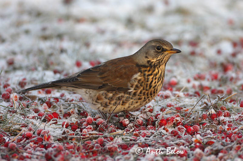 Avainsanat: Griva cerdana Sjagger Kramsvogel Fieldfare Hallrästas, paskrästas Räkättirastas Grive litorne Wacholderdrossel Fenyörigó Gráþröstur Gråtrost Tordo-zornal Turdus pilaris Zorzal Real Björktrast