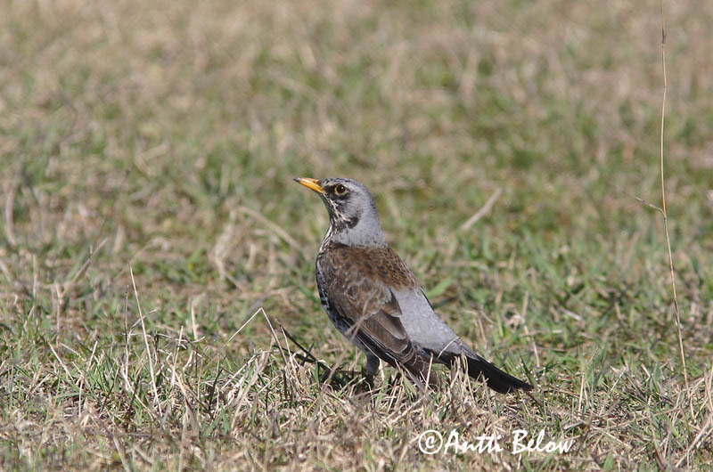 Avainsanat: Griva cerdana Sjagger Kramsvogel Fieldfare Hallrästas, paskrästas Räkättirastas Grive litorne Wacholderdrossel Fenyörigó Gráþröstur Gråtrost Tordo-zornal Turdus pilaris Zorzal Real Björktrast