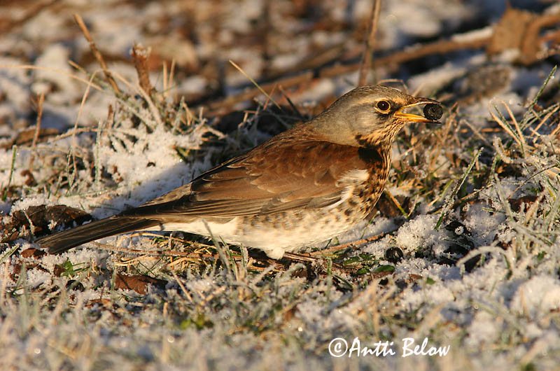 Avainsanat: Griva cerdana Sjagger Kramsvogel Fieldfare Hallrästas, paskrästas Räkättirastas Grive litorne Wacholderdrossel Fenyörigó Gráþröstur Gråtrost Tordo-zornal Turdus pilaris Zorzal Real Björktrast