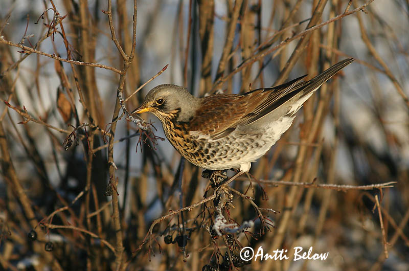 Avainsanat: Griva cerdana Sjagger Kramsvogel Fieldfare Hallrästas, paskrästas Räkättirastas Grive litorne Wacholderdrossel Fenyörigó Gráþröstur Gråtrost Tordo-zornal Turdus pilaris Zorzal Real Björktrast