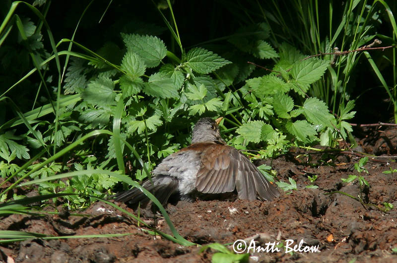 Avainsanat: Griva cerdana Sjagger Kramsvogel Fieldfare Hallrästas, paskrästas Räkättirastas Grive litorne Wacholderdrossel Fenyörigó Gráþröstur Gråtrost Tordo-zornal Turdus pilaris Zorzal Real Björktrast