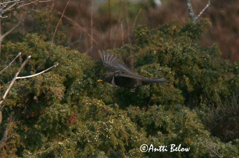 Lågskär, Finland
4/2006
Avainsanat: Merla de pit blanc Ringdrossel Beflijster Ring Ouzel Chatshrike Kaelusrästas Sepelrastas Lanielle à queue blanche Merle à plastron Ringdrossel Ringamsel Örvös rigó Mánaþröstur Ringtrost Melro-de-peito-branco Lanioturdus torquatus Turdus torquatus