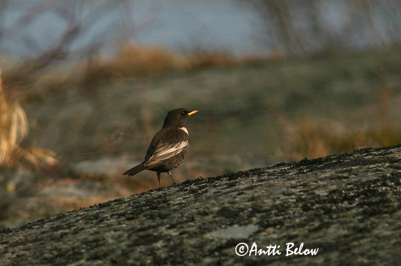 Avainsanat: Merla de pit blanc Ringdrossel Beflijster Ring Ouzel Chatshrike Kaelusrästas Sepelrastas Lanielle à queue blanche Merle à plastron Ringdrossel Ringamsel Örvös rigó Mánaþröstur Ringtrost Melro-de-peito-branco Lanioturdus torquatus Turdus torquatus