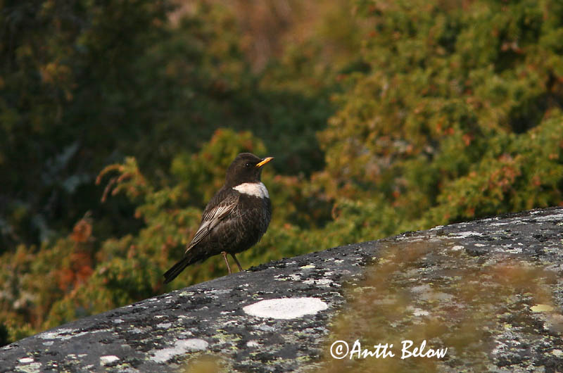 Lågskär, Finland
4/2006
Avainsanat: Merla de pit blanc Ringdrossel Beflijster Ring Ouzel Chatshrike Kaelusrästas Sepelrastas Lanielle à queue blanche Merle à plastron Ringdrossel Ringamsel Örvös rigó Mánaþröstur Ringtrost Melro-de-peito-branco Lanioturdus torquatus Turdus torquatus