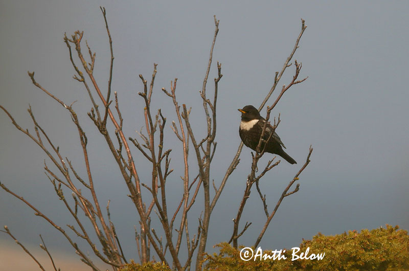 Avainsanat: Merla de pit blanc Ringdrossel Beflijster Ring Ouzel Chatshrike Kaelusrästas Sepelrastas Lanielle à queue blanche Merle à plastron Ringdrossel Ringamsel Örvös rigó Mánaþröstur Ringtrost Melro-de-peito-branco Lanioturdus torquatus Turdus torquatus