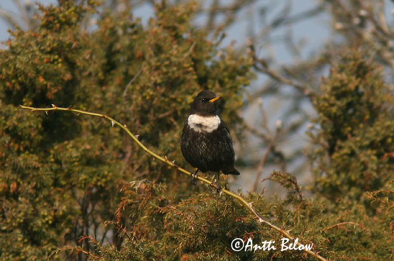 Avainsanat: Merla de pit blanc Ringdrossel Beflijster Ring Ouzel Chatshrike Kaelusrästas Sepelrastas Lanielle à queue blanche Merle à plastron Ringdrossel Ringamsel Örvös rigó Mánaþröstur Ringtrost Melro-de-peito-branco Lanioturdus torquatus Turdus torquatus