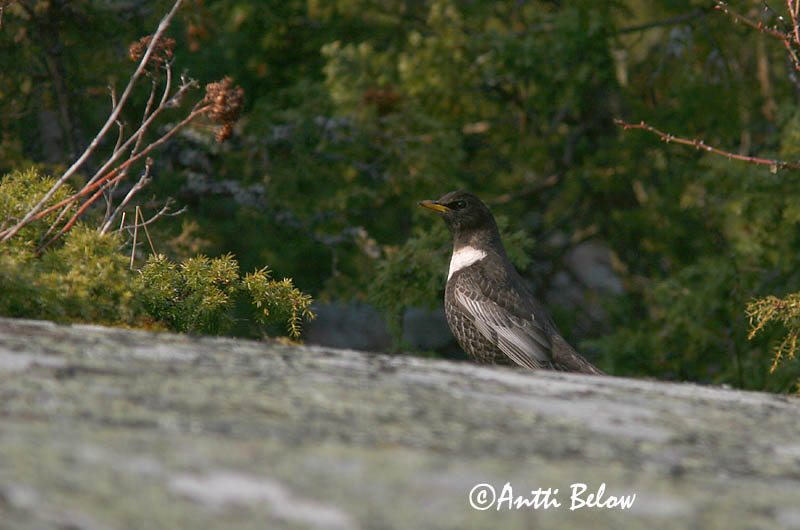 Avainsanat: Merla de pit blanc Ringdrossel Beflijster Ring Ouzel Chatshrike Kaelusrästas Sepelrastas Lanielle à queue blanche Merle à plastron Ringdrossel Ringamsel Örvös rigó Mánaþröstur Ringtrost Melro-de-peito-branco Lanioturdus torquatus Turdus torquatus