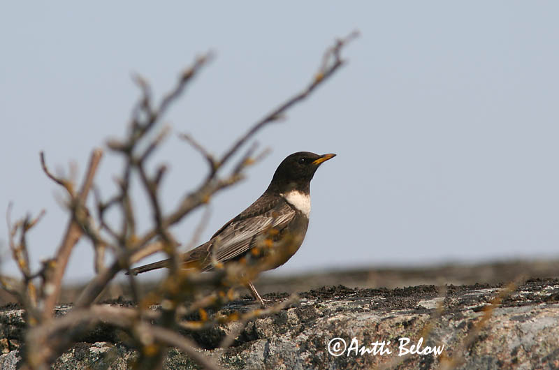Avainsanat: Merla de pit blanc Ringdrossel Beflijster Ring Ouzel Chatshrike Kaelusrästas Sepelrastas Lanielle à queue blanche Merle à plastron Ringdrossel Ringamsel Örvös rigó Mánaþröstur Ringtrost Melro-de-peito-branco Lanioturdus torquatus Turdus torquatus