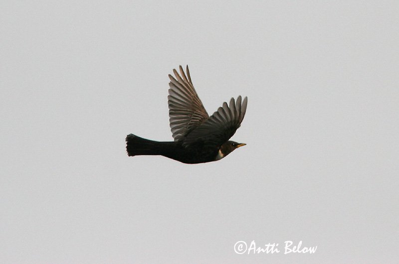 Lågskär, Finland
4/2006
Avainsanat: Merla de pit blanc Ringdrossel Beflijster Ring Ouzel Chatshrike Kaelusrästas Sepelrastas Lanielle à queue blanche Merle à plastron Ringdrossel Ringamsel Örvös rigó Mánaþröstur Ringtrost Melro-de-peito-branco Lanioturdus torquatus Turdus torquatus