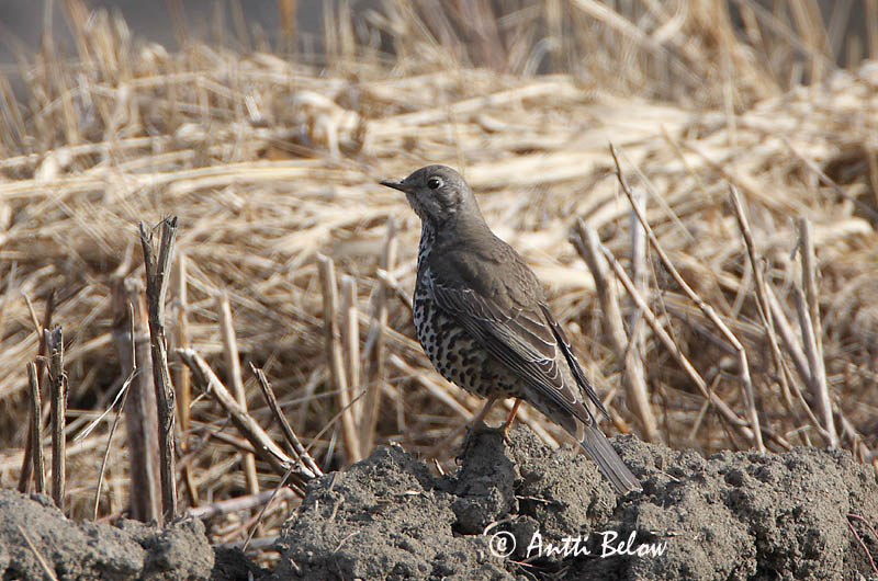 Avainsanat: Griva Misteldrossel Grote lijster Mistle Thrush Hoburästas Kulorastas Grive draine Misteldrossel Léprigó Mistilþröstur Duetrost Tordeia Turdus viscivorus Zorzal Charlo Dubbeltrast