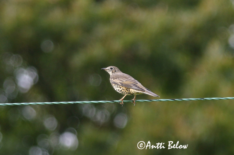 Avainsanat: Griva Misteldrossel Grote lijster Mistle Thrush Hoburästas Kulorastas Grive draine Misteldrossel Léprigó Mistilþröstur Duetrost Tordeia Turdus viscivorus Zorzal Charlo Dubbeltrast