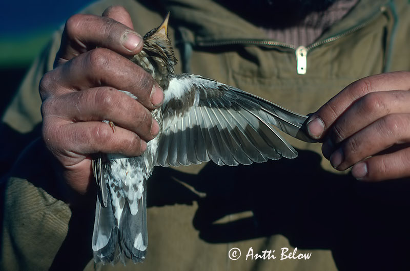 Avainsanat: Siberische lijster Siberian Thrush Siperianrastas Grive de Sibérie Schieferdrossel Sibirische Drossel Tordo siberiano Sibirtrost Zoothera sibirica Zorzal Siberiano Sibirisk trast
