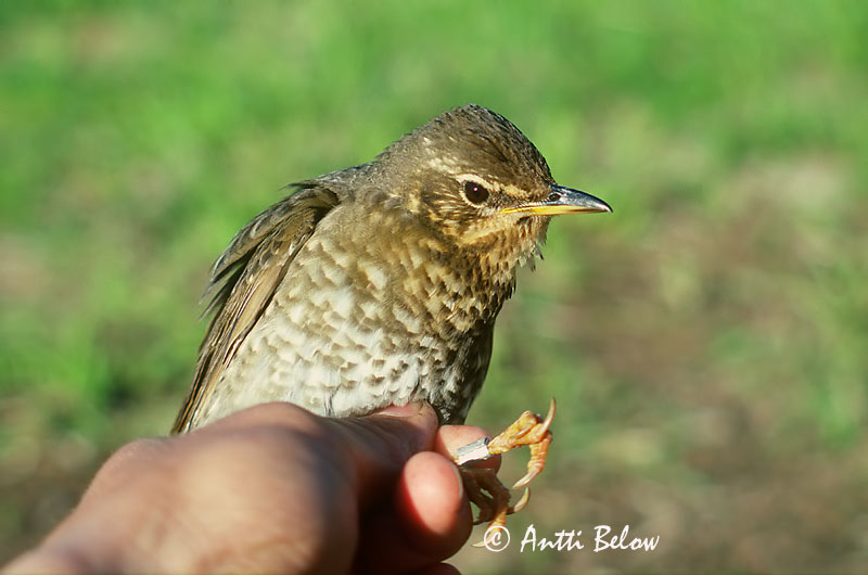Avainsanat: Siberische lijster Siberian Thrush Siperianrastas Grive de Sibérie Schieferdrossel Sibirische Drossel Tordo siberiano Sibirtrost Zoothera sibirica Zorzal Siberiano Sibirisk trast