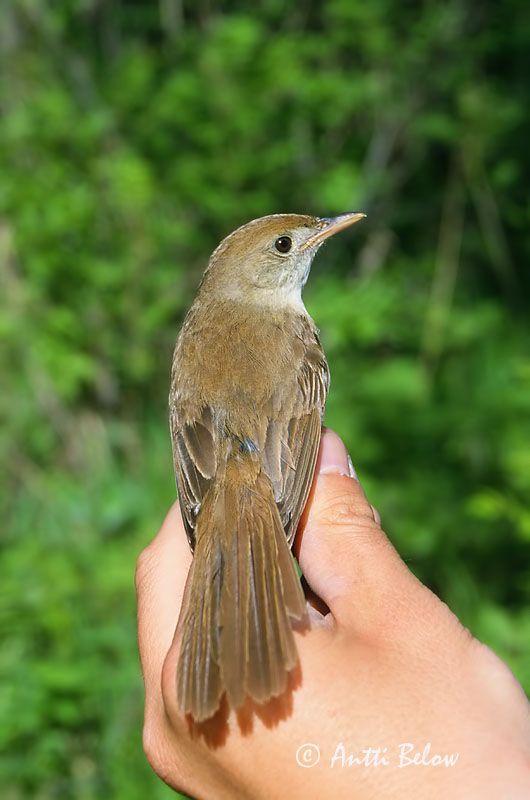 Avainsanat: Diksnavelkarekiet Thick-billed Warbler Paksunokkakerttunen Rousserolle à gros bec Dickschnabel-Rohrsänger Cannareccione beccogrosso Tykknebbsanger Acrocephalus aedon Carricero Picogordo Tjocknäbbad sångare