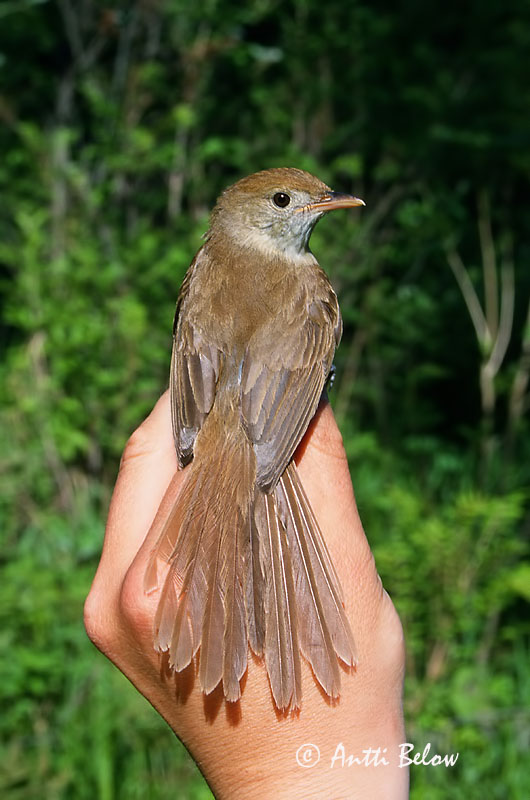 Avainsanat: Diksnavelkarekiet Thick-billed Warbler Paksunokkakerttunen Rousserolle à gros bec Dickschnabel-Rohrsänger Cannareccione beccogrosso Tykknebbsanger Acrocephalus aedon Carricero Picogordo Tjocknäbbad sångare