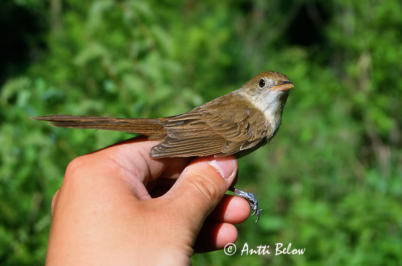 Avainsanat: Diksnavelkarekiet Thick-billed Warbler Paksunokkakerttunen Rousserolle à gros bec Dickschnabel-Rohrsänger Cannareccione beccogrosso Tykknebbsanger Acrocephalus aedon Carricero Picogordo Tjocknäbbad sångare