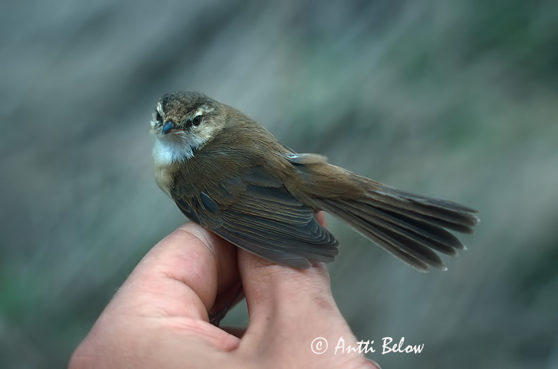Avainsanat: Boscarla dels arrosars Lille rørsanger Veldrietzanger Paddyfield Warbler Padu-roolind Kenttäkerttunen Rousserolle isabelle Feldrohrsänger Rozdás nádiposzáta Dvalsöngvari Cannaiola di Jerdon Åkersanger Felosa-agrícola Acrocephalus agricola Carrice