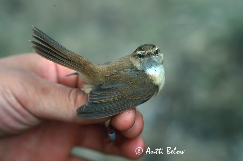 Avainsanat: Boscarla dels arrosars Lille rørsanger Veldrietzanger Paddyfield Warbler Padu-roolind Kenttäkerttunen Rousserolle isabelle Feldrohrsänger Rozdás nádiposzáta Dvalsöngvari Cannaiola di Jerdon Åkersanger Felosa-agrícola Acrocephalus agricola Carrice