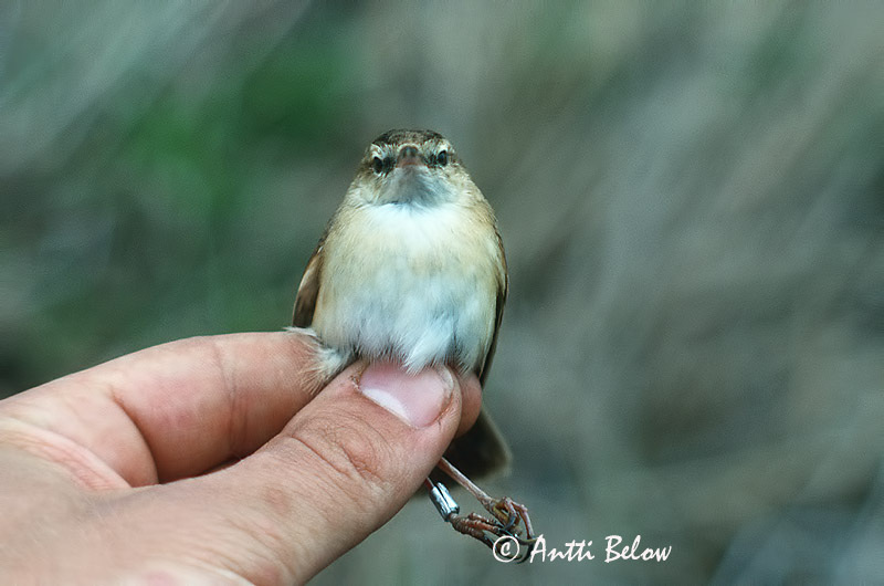 Avainsanat: Boscarla dels arrosars Lille rørsanger Veldrietzanger Paddyfield Warbler Padu-roolind Kenttäkerttunen Rousserolle isabelle Feldrohrsänger Rozdás nádiposzáta Dvalsöngvari Cannaiola di Jerdon Åkersanger Felosa-agrícola Acrocephalus agricola Carrice