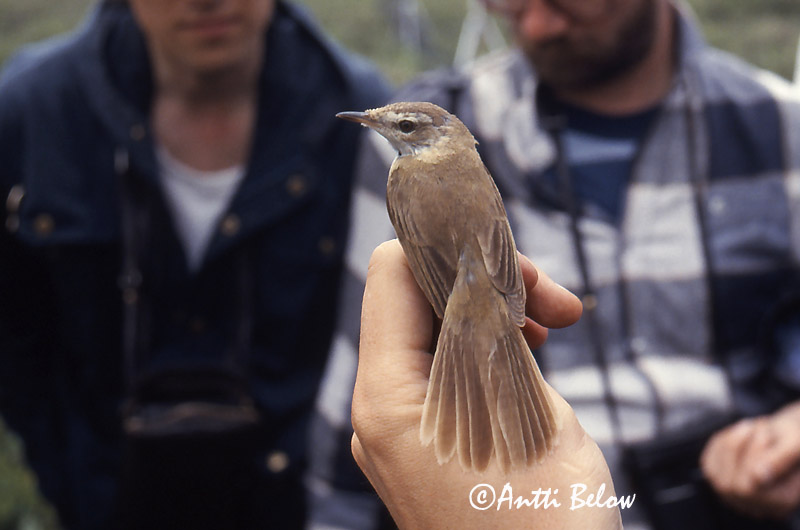 Avainsanat: Boscarla dels arrosars Lille rørsanger Veldrietzanger Paddyfield Warbler Padu-roolind Kenttäkerttunen Rousserolle isabelle Feldrohrsänger Rozdás nádiposzáta Dvalsöngvari Cannaiola di Jerdon Åkersanger Felosa-agrícola Acrocephalus agricola Carrice