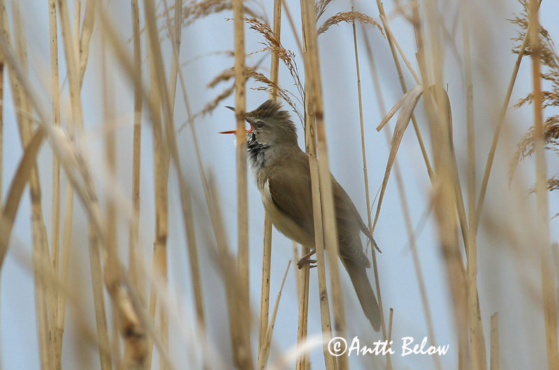 Avainsanat: Balquer Drosselrørsanger Grote karekiet Great Reed Warbler Rästas-roolind Rastaskerttunen Rousserolle turdoïde Drosselrohrsänger Nádirigó Reyrsöngvari Cannareccione Trostesanger Rouxinol-grande-dos-caniços Acrocephalus arundinaceus Carricero Torda
