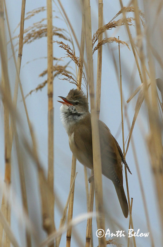 Avainsanat: Balquer Drosselrørsanger Grote karekiet Great Reed Warbler Rästas-roolind Rastaskerttunen Rousserolle turdoïde Drosselrohrsänger Nádirigó Reyrsöngvari Cannareccione Trostesanger Rouxinol-grande-dos-caniços Acrocephalus arundinaceus Carricero Torda