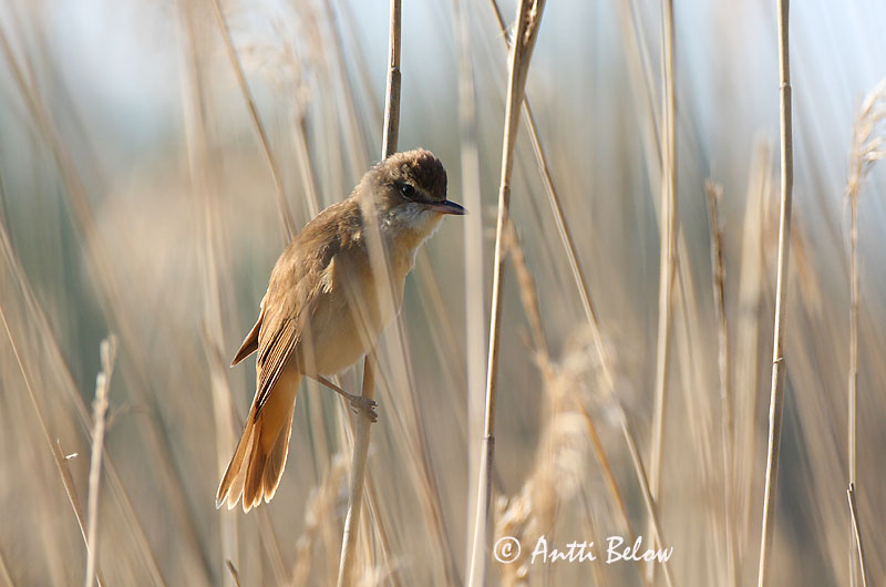 Avainsanat: Balquer Drosselrørsanger Grote karekiet Great Reed Warbler Rästas-roolind Rastaskerttunen Rousserolle turdoïde Drosselrohrsänger Nádirigó Reyrsöngvari Cannareccione Trostesanger Rouxinol-grande-dos-caniços Acrocephalus arundinaceus Carricero Torda