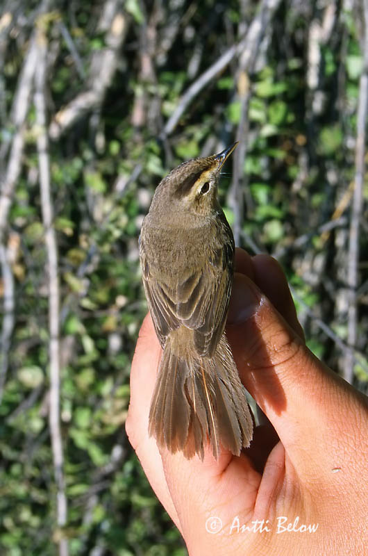 Avainsanat: Black-browed Reed Warbler Rousserolle de Schrenck Acrocephalus bistrigiceps Svartbrynad rörsångare Mustakulmakerttunen
