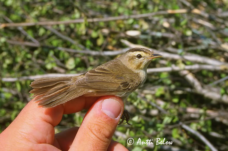 Avainsanat: Black-browed Reed Warbler Rousserolle de Schrenck Acrocephalus bistrigiceps Svartbrynad rörsångare Mustakulmakerttunen