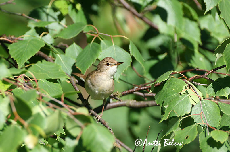 Avainsanat: Struikrietzanger Blyth's Reed Warbler Aed-roolind Viitakerttunen Rousserolle des buissons Buschrohrsänger Berki nádiposzáta Elrisöngvari Cannaiola di Blyth Busksanger Felosa-das-moitas Acrocephalus dumetorum Carricero de Blyth Busksångare