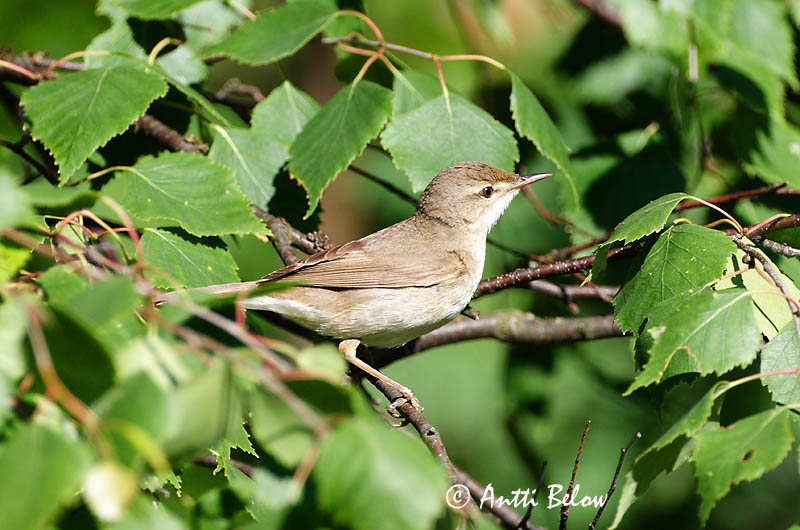 Avainsanat: Struikrietzanger Blyth's Reed Warbler Aed-roolind Viitakerttunen Rousserolle des buissons Buschrohrsänger Berki nádiposzáta Elrisöngvari Cannaiola di Blyth Busksanger Felosa-das-moitas Acrocephalus dumetorum Carricero de Blyth Busksångare