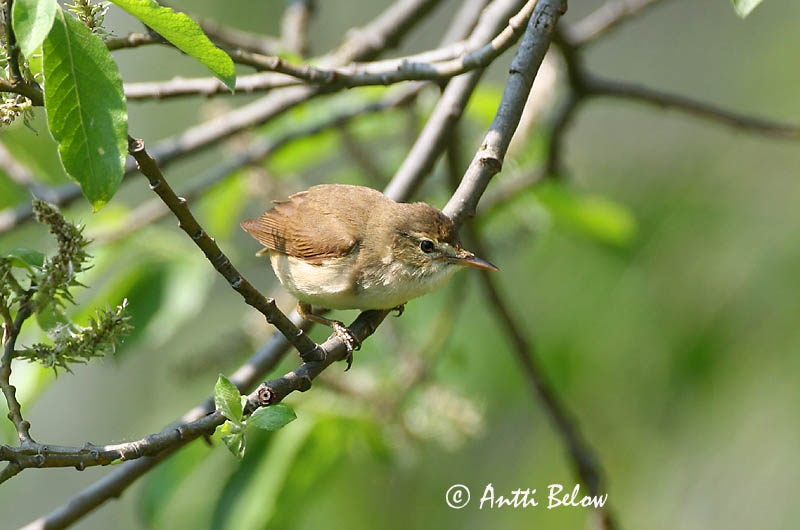 Avainsanat: Struikrietzanger Blyth's Reed Warbler Aed-roolind Viitakerttunen Rousserolle des buissons Buschrohrsänger Berki nádiposzáta Elrisöngvari Cannaiola di Blyth Busksanger Felosa-das-moitas Acrocephalus dumetorum Carricero de Blyth Busksångare