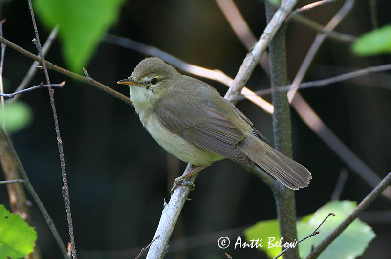 Avainsanat: Struikrietzanger Blyth's Reed Warbler Aed-roolind Viitakerttunen Rousserolle des buissons Buschrohrsänger Berki nádiposzáta Elrisöngvari Cannaiola di Blyth Busksanger Felosa-das-moitas Acrocephalus dumetorum Carricero de Blyth Busksångare