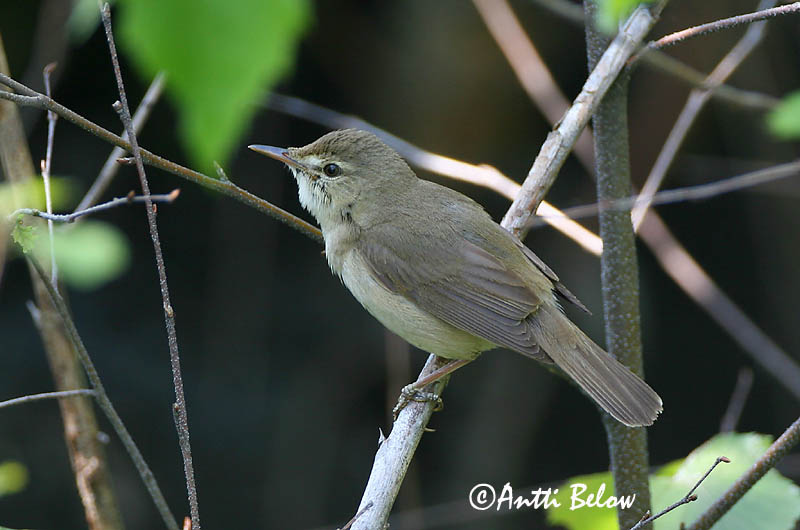 Avainsanat: Struikrietzanger Blyth's Reed Warbler Aed-roolind Viitakerttunen Rousserolle des buissons Buschrohrsänger Berki nádiposzáta Elrisöngvari Cannaiola di Blyth Busksanger Felosa-das-moitas Acrocephalus dumetorum Carricero de Blyth Busksångare