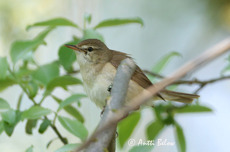 Avainsanat: Struikrietzanger Blyth's Reed Warbler Aed-roolind Viitakerttunen Rousserolle des buissons Buschrohrsänger Berki nádiposzáta Elrisöngvari Cannaiola di Blyth Busksanger Felosa-das-moitas Acrocephalus dumetorum Carricero de Blyth Busksångare