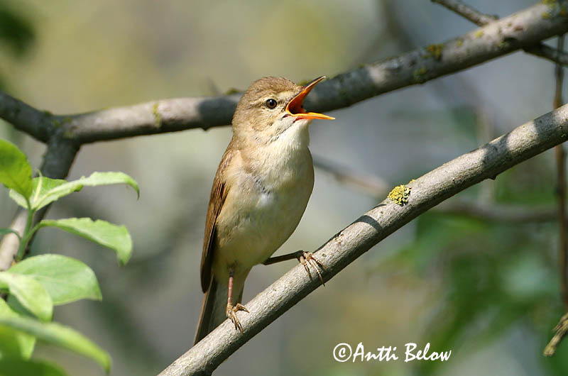 Avainsanat: Boscarla dels matolls Buskrørsanger Struikrietzanger Blyth's Reed Warbler Aed-roolind Viitakerttunen Rousserolle des buissons Buschrohrsänger Berki nádiposzáta Elrisöngvari Cannaiola di Blyth Busksanger Felosa-das-moitas Acrocephalus dumetorum Ca