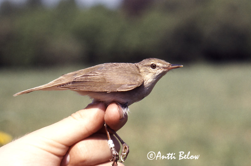 Avainsanat: Boscarla dels matolls Buskrørsanger Struikrietzanger Blyth's Reed Warbler Aed-roolind Viitakerttunen Rousserolle des buissons Buschrohrsänger Berki nádiposzáta Elrisöngvari Cannaiola di Blyth Busksanger Felosa-das-moitas Acrocephalus dumetorum Ca