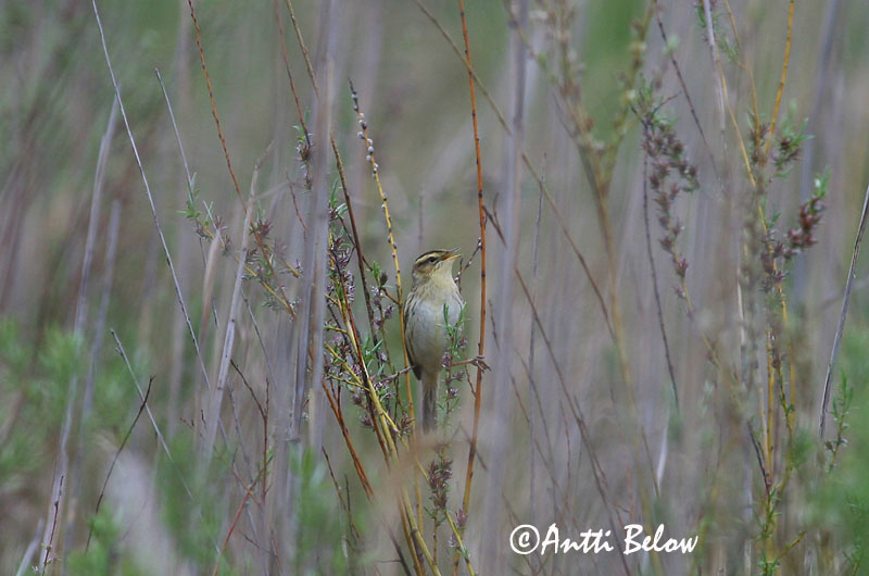 Avainsanat: Boscarla d'aigua Vandsanger Waterrietzanger Aquatic Warbler Tarna-roolind Sarakerttunen Phragmite aquatique Seggenrohrsänger Csíkosfeju nádiposzáta Fenjasöngvari Pagliarolo Vannsanger Felosa-aquática Acrocephalus paludicola Carricerín Cejudo Va