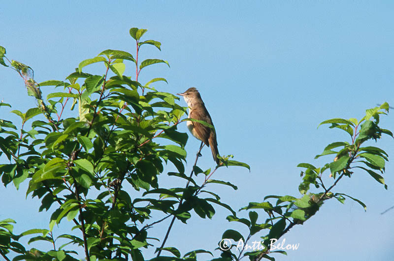 Avainsanat: Eastern Great Read Warbler Oriental Reed-Warbler Rousserolle d'Orient Chinarohrsänger Acrocephalus orientalis Acrocephalus orientalis Carricero Oriental Östlig trastsångare Idänrastaskerttunen