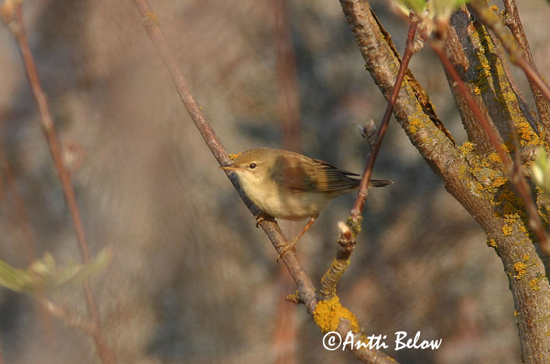 Avainsanat: Boscarla menjamosquits Kærsanger Bosrietzanger Marsh Warbler Soo-roolind, putke-roolind Luhtakerttunen Rousserolle verderolle Sumpfrohrsänger Énekes nádiposzáta Seljusöngvari Cannaiola verdognola Myrsanger Felosa-palustre Acrocephalus palustris Carr